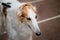 Portrait of a thoroughbred dog from a dog show close-up. Large portrait of a Russian greyhound of light white and red color