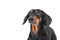 Portrait of thoroughbred elderly well-groomed dachshund dog with gray hair