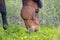 The portrait of Thoroughbred horse grazes on a green field