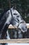 Portrait of a thoroughbred horse grey spotted under the snow