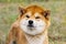 Portrait of a thoroughbred Japanese dog Shiba inu