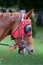 Portrait of a thoroughbred stallion. Closeup of a racehorse summertime open air