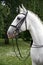 Portrait of a thoroughbred young lipizzaner horse