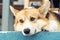 Portrait of thoughtful welsh pembroke corgi pet lying on concrete floor near house, looking aside relaxing. Pet care.