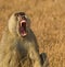 Portrait of a threatening Yellow Baboon