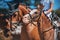 Portrait of three bay horses standing side by side on a sunny day. Equestrian sports. Dressage competitions. Horse riding