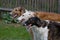 Portrait of three beautiful dogs - Borzoi