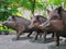 Portrait of three boars. Figures of 3 boars