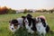 Portrait of three border collies with hats outdoor in a meadow.