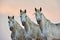 Portrait of a three camargue horses