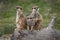 Portrait of three cute wild meerkats on a log