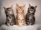 Portrait of three different colored maine coon kittens