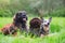 Portrait of three dogs who lie on the grass