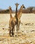 Portrait of three giraffes standing close to each other, on the Dry Plains in Etosha