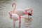 Portrait of three greater flamingos in a lagoon