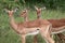 Portrait of three Impalas