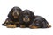 Portrait of three laying puppies of Dachshund