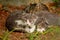 Portrait of three little domestic kitties sleeping on grass in garden, enjoying in afternoon sun and beautiful natural environment