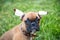 Portrait of a three-month-old bulldog puppy with a questioning look.