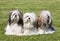 Portrait of three purebred Lhasa Apso