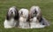 Portrait of three purebred Lhasa Apso