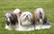 Portrait of three purebred Lhasa Apso