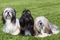 Portrait of three purebred Lhasa Apso on green grass