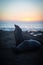 Portrait of Three Sealions on Shore