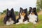 Portrait of three Sheltie dogs in a row