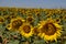 Portrait Of Three Sunflowers Looking At The Sun. Nature, Plants, Food Ingredients, Landscapes.