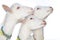 Portrait of three white goats looking up on a white background