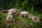 Portrait of three wild pigs in the italian dolomites, Val Venegia, Trentino
