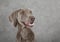 Portrait of three years old Weimaraner dog