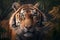 Portrait of tiger, graceful beautiful predator peeking out of frame of leaves looking at camera, outdoors. Rare animal, endangered