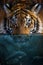 Portrait tiger half in the water. Underwater world with fish and bubbles