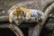 Portrait of a tiger lying on a tree.