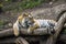 Portrait of a tiger lying on a tree.