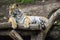 Portrait of a tiger lying on a tree.