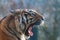 Portrait of a tiger`s head from the side. The tiger has an open mouth and teeth and tongue can be seen
