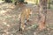 Portrait of a tiger tigress