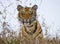 Portrait of a tiger in the wild. India. Bandhavgarh National Park. Madhya Pradesh.