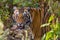 Portrait of a tiger in the wild. India. Bandhavgarh National Park. Madhya Pradesh.