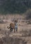 Portrait of a Tigress, Ranthambore Tiger Reserve