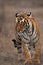 Portrait of a Tigress, Ranthambore Tiger Reserve