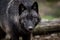 Portrait of timberwolf in the forest