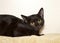 Portrait of a timid black cat