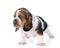 Portrait tiny basset hound puppy. isolated on white background