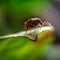 Portrait of tiny seed beetle insect on the leaf