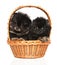 Portrait of a tiny Spitz puppies in basket on white background