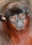 Portrait of a Titi Monkey